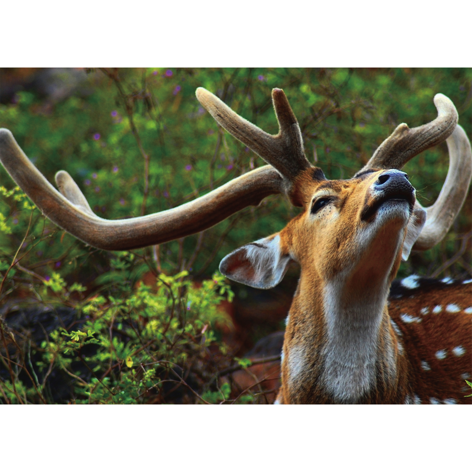 Sika deer Wooden Jigsaw Puzzle - aimpuzzle