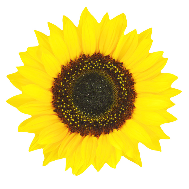 Sunflower Wooden Jigsaw Puzzle - aimpuzzle