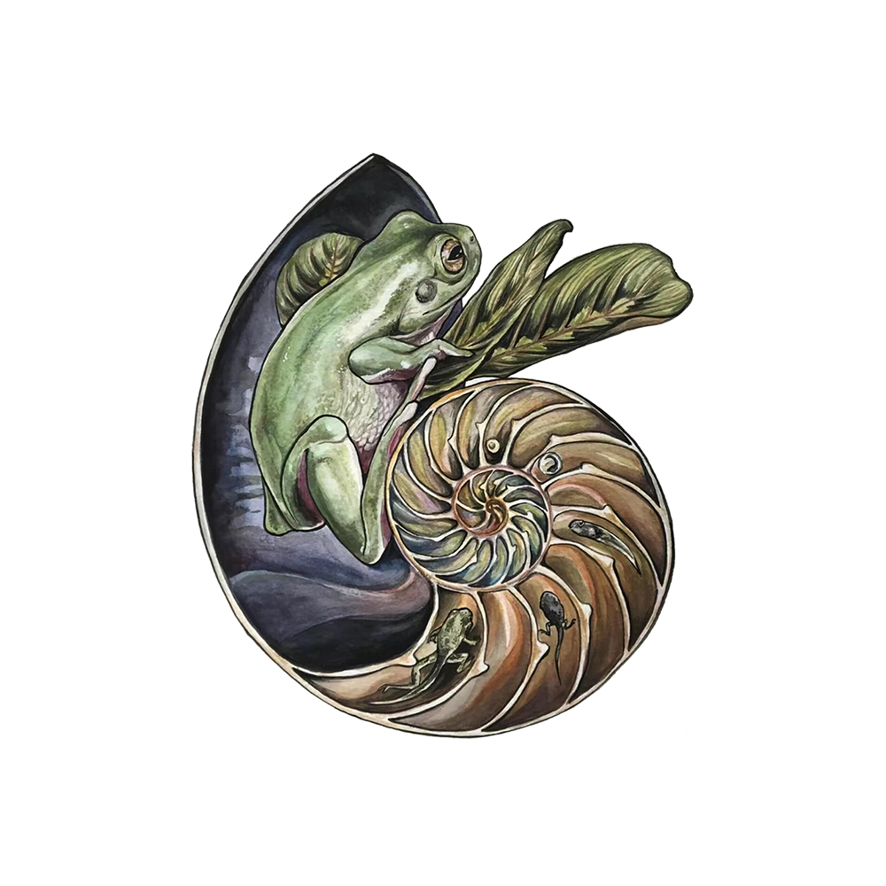 Shelled Frog Life Cycle Wooden Jigsaw Puzzle - aimpuzzle