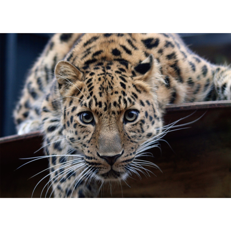 Cute Leopard Face Wooden Jigsaw Puzzle - aimpuzzle